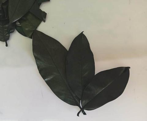 Foglie Magnolia Stabilizzata - Sconti per Fioristi e Aziende - Sfuse in Busta da gr. 150