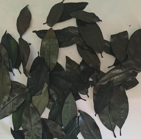 Foglie Magnolia Stabilizzata - Sconti per Fioristi e Aziende - Sfuse in Busta da gr. 150