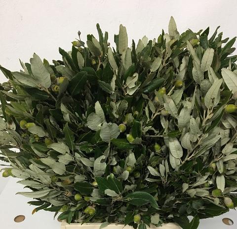 Leccio - Ilex Naturale Stabilizzato da Kg. 1 - Sconti per Fioristi e Aziende