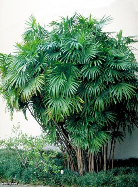 Palma Raphis H 200 Artificiale con 2164 foglie - Sconti per Fioristi e Aziende