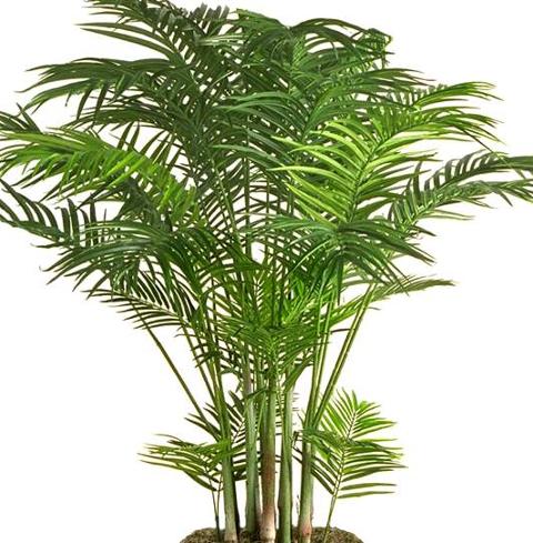 Areca Palm H 220 in vaso - Sconti per Fioristi e Aziende . - Artificiale con 3976 foglie