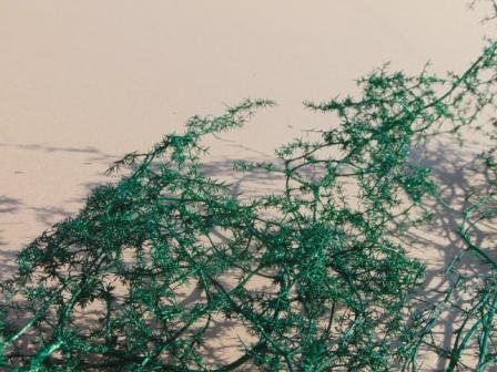 Asparagus Mediterraneo Stabilizzato H 120 - Sconti per Fioristi e Aziende