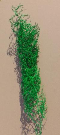 Asparagus Mediterraneo Stabilizzato H 120 - Sconti per Fioristi e Aziende