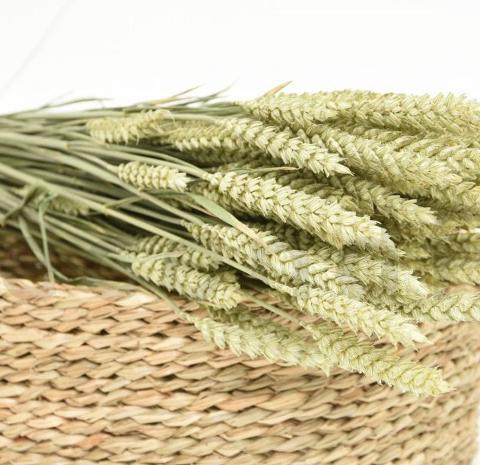 Triticum Verde Naturale  Tarwee mazzo gr. 150 - Sconti per Fioristi e Aziende