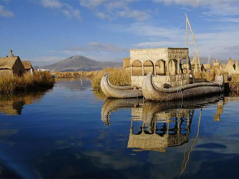 Canna Comune di fiume - Sconti per Fioristi e Aziende - H 250 in dm. 15-20-25-30