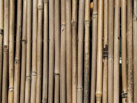 Arella di Canniccio Legato  - Sconti per Fioristi e Aziende . - Canna Intera H 200 x 3 metri