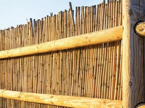 Arella di Canniccio Legato - Sconti per Fioristi e Aziende . - Canna intera H 300 x 3 metri