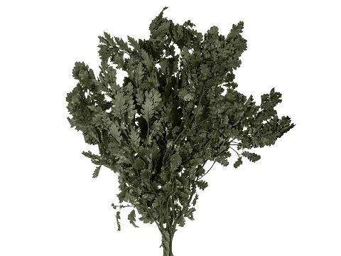 Quercia Naturale Stabilizzata  - Sconti per Fioristi e Aziende - Busta Kg.1 Rami H 90/100