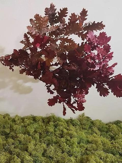Quercia Naturale Stabilizzata  - Sconti per Fioristi e Aziende - Busta Kg.1 Rami H 90/100