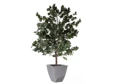 Quercia Naturale Stabilizzata  - Sconti per Fioristi e Aziende - Busta Kg.1 Rami H 90/100
