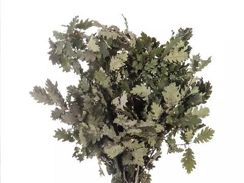 Quercia Naturale Stabilizzata  - Sconti per Fioristi e Aziende - Busta Kg.1 Rami H 90/100