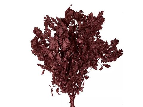 Quercia Naturale Stabilizzata  - Sconti per Fioristi e Aziende - Busta Kg.1 Rami H 90/100