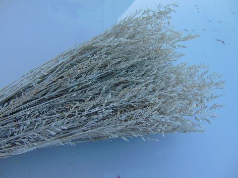 Cipressina Dry gr. 150 H45/50 - Sconti per Fioristi e Aziende