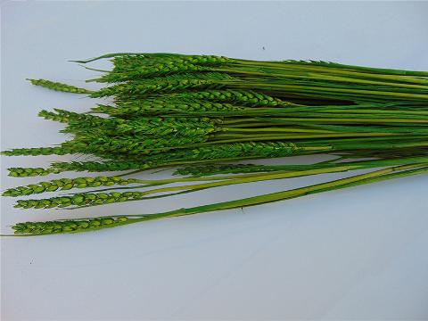 Triticum Colorato Tarwee mazzo gr. 200 - Sconti per Fioristi e Aziende
