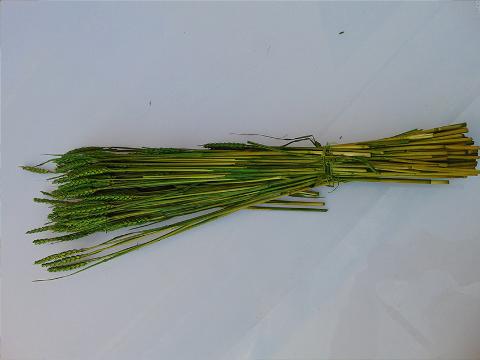 Triticum Colorato Tarwee mazzo gr. 200 - Sconti per Fioristi e Aziende