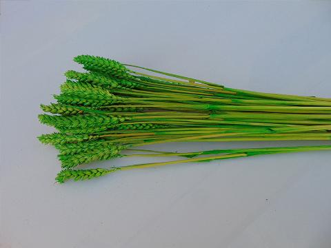 Triticum Colorato Tarwee mazzo gr. 200 - Sconti per Fioristi e Aziende