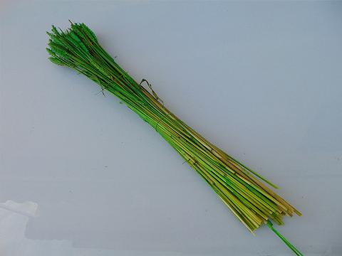 Triticum Colorato Tarwee mazzo gr. 200 - Sconti per Fioristi e Aziende
