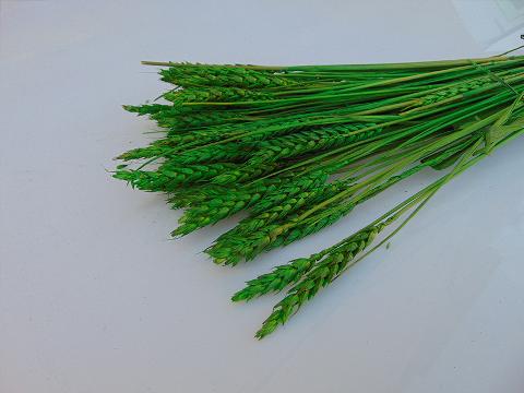 Triticum Colorato Tarwee mazzo gr. 200 - Sconti per Fioristi e Aziende