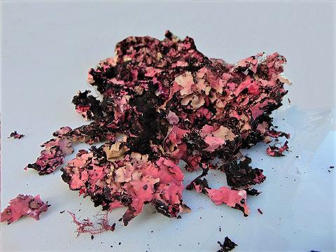 Muschio di Roccia gr. 250 Colorato preservato - Sconti per Fioristi e Aziende