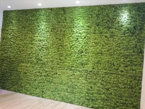 Parete Moss Stabilizzata Wall Moss  - Sconti per Fioristi e Aziende - a metro quadrato