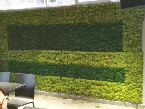 Parete Moss Stabilizzata Wall Moss  - Sconti per Fioristi e Aziende - a metro quadrato