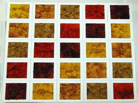 Parete Moss a Scacchiera a metro quadro  - Sconti per Fioristi e Aziende - Con cornici legno cm.20x20