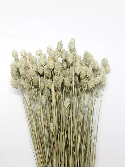 Phalaris Naturale gr. 150  Stabilizzato  - Sconti per Fioristi e Aziende