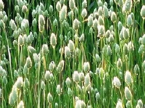 Phalaris Naturale gr. 150  Stabilizzato  - Sconti per Fioristi e Aziende
