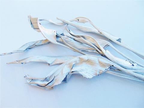 Foglie di Sterlizia Dry H 100 - Sconti per Fioristi e Aziende - Busta 8 foglie Stabilizate Colorate