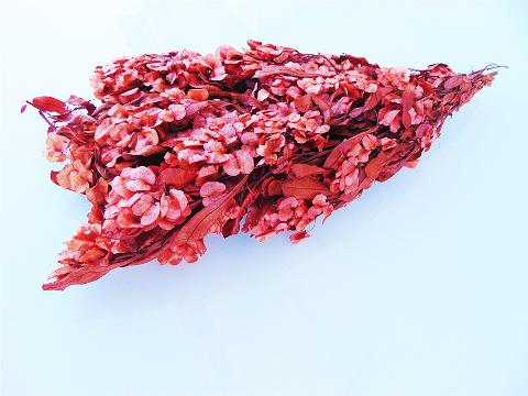 Dudinea Stabilizzata  H 60- Sconti per Fioristi e Aziende - Colorata