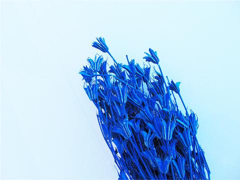 Nigella Orientali Blu gr. 250 stabilizzata - Sconti per Fioristi e Aziende