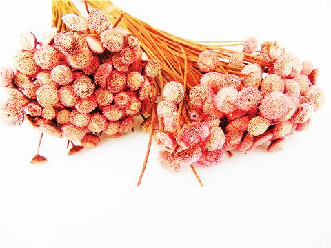 Botao Branco gr.50  Naturale H 50 - Sconti per Fioristi e Aziende