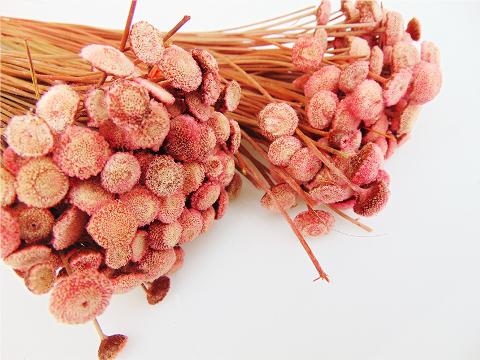 Botao Branco gr.50  Naturale H 50 - Sconti per Fioristi e Aziende