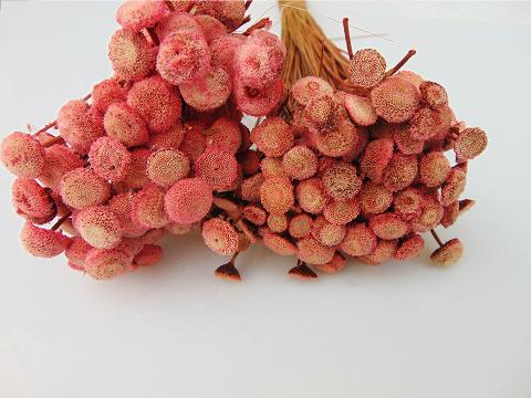 Botao Branco gr.50  Naturale H 50 - Sconti per Fioristi e Aziende