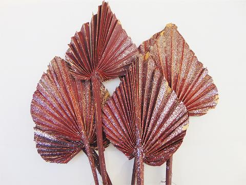 Palm Spear  Naturale Colorata - Sconti per Fioristi e Aziende