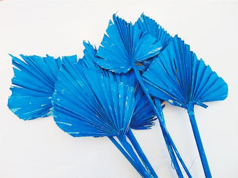 Palm Spear  Naturale Colorata - Sconti per Fioristi e Aziende