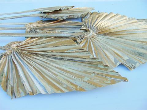 Palm Spear  Naturale Colorata - Sconti per Fioristi e Aziende