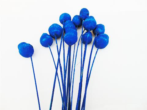 Capsule di Eucaliptus Naturale steccate e stabilizzate - Sconti per Fioristi e Aziende