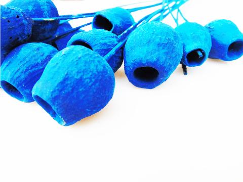 Capsule di Eucaliptus Naturale steccate e stabilizzate - Sconti per Fioristi e Aziende