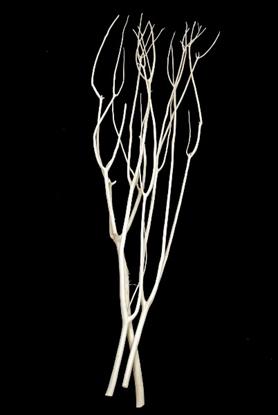 Mitzumata Sbiancata H 120 - Sconti per Fioristi e Aziende  - Mazzo Sbiancato x  3 rami