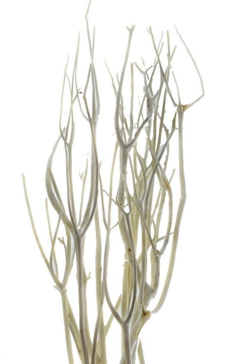 Mitzumata Sbiancata H 120 - Sconti per Fioristi e Aziende  - Mazzo Sbiancato x  3 rami