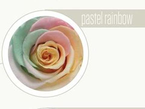 Bocciolo di Rosa Preservata Premium  cm. 6,5  - Sconti per Fioristi e Aziende . - Box da 6 rose
