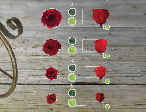Bocciolo di Rosa Preservata Premium  cm. 6,5  - Sconti per Fioristi e Aziende . - Box da 6 rose