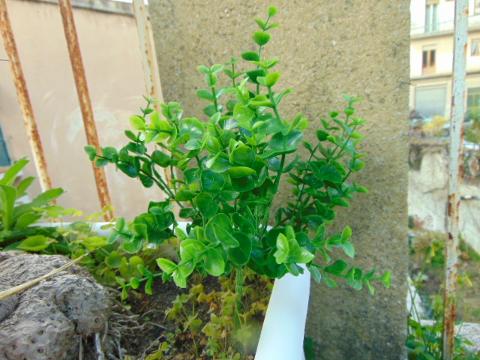 Eucaliptus bush H 31  in plastica - Sconti per Fioristi e Aziende