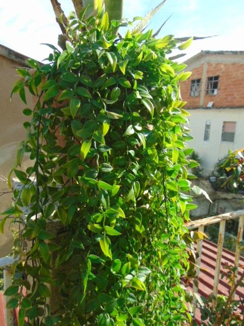 Ruscus cadente x 9 H 160 - Sconti per Fioristi e Aziende  - Artificiale