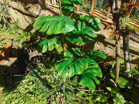 Filodendro con 6 foglie H 80 - Sconti per Fioristi e Aziende