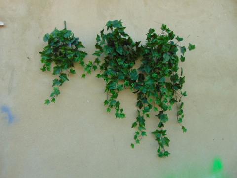 Edera Cadente Inglese H 85 con 14 rami e 191 foglie - Sconti per Fioristi e Aziende