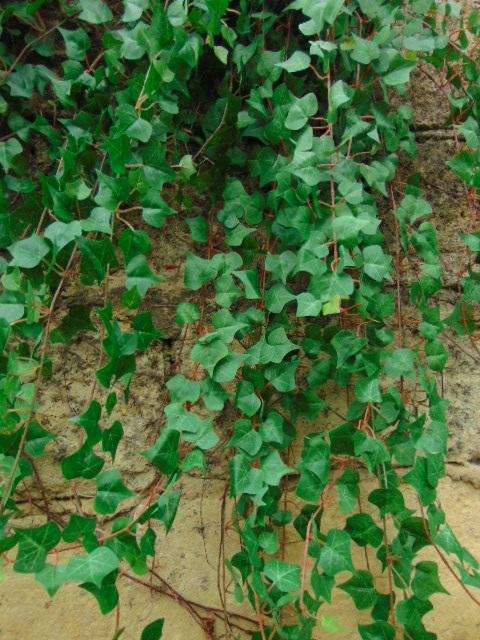12 pezzi/pacco 2M Ghirlande di foglie di edera artificiale, piante