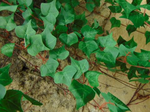 Edera Artificiale H 60 Pitzsburgh con 175 foglie - Sconti per Fioristi e Aziende