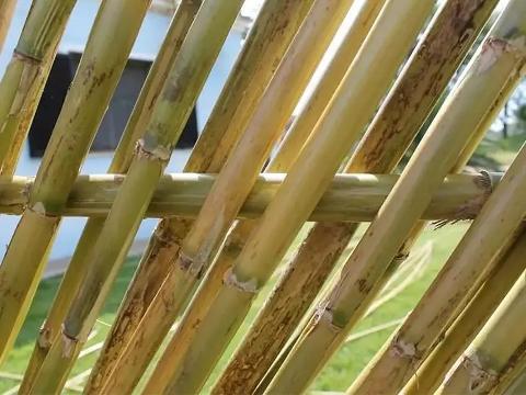 Canna Bamboo dm 3 -3,5 - Sconti per Fioristi e Aziende . - Alte cm.200 - 250 - 300